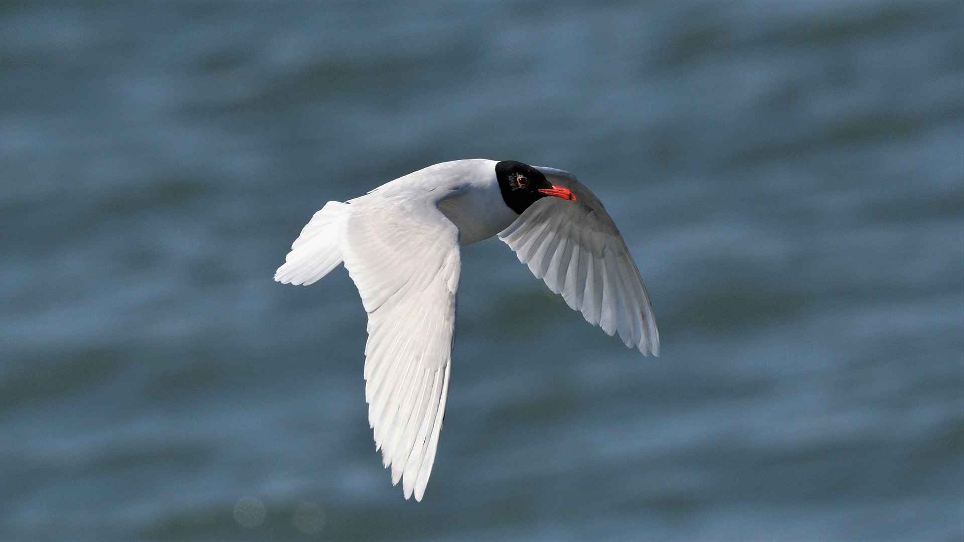 Mediterranean Gull